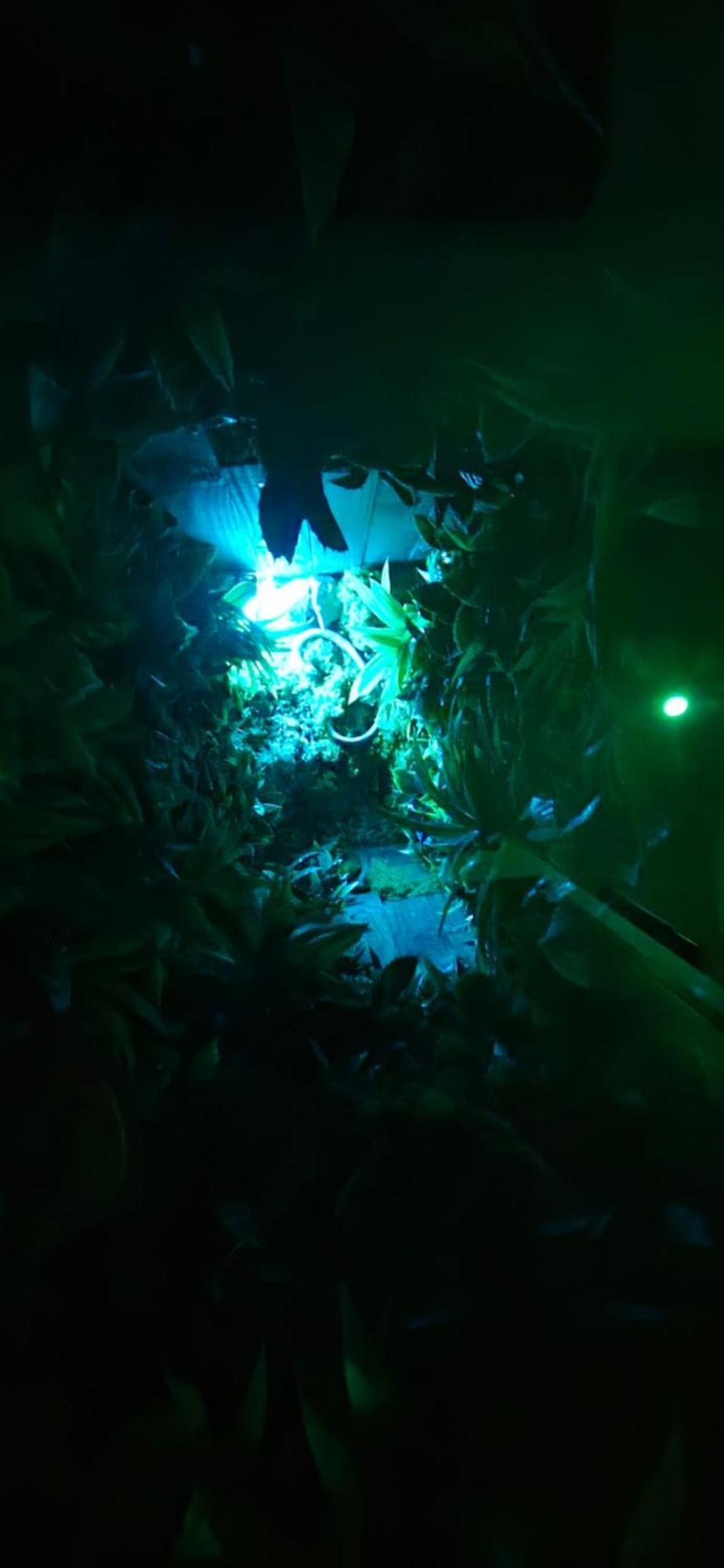 רוניאק La Jungle Room מראה חיצוני תמונה
